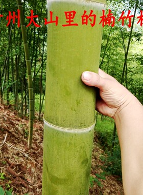 纯手工竹挑子 贵州老楠竹大号扁担 挑水道具儿童表演竹扁担挑