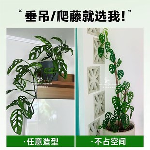 米歇尔仙洞龟背竹洞洞芋垂藤爬藤耐阴净化空气水培室内盆栽除甲醛