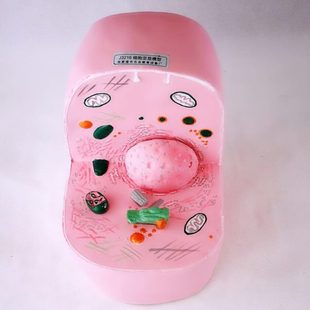 教学仪器 33302细胞亚显微结构模型动物细胞构造中学生物实验器材