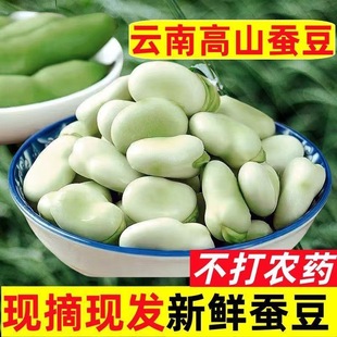 云南农家新鲜生大绿心带壳蚕豆米嫩胡罗汉豆角青豆荚时令蔬菜现摘