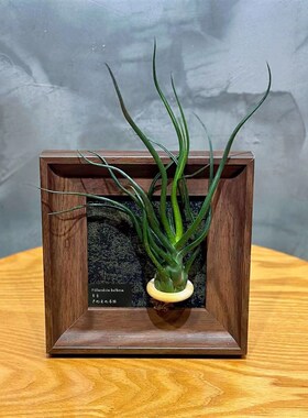 空气凤梨装饰办公室绿植装饰画现代相框软装绿植
