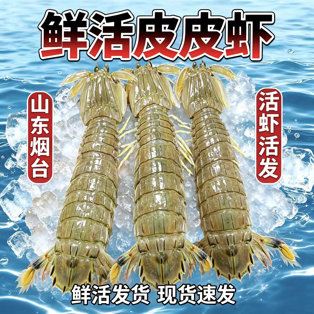 野生鲜活特大公母皮皮虾鲜活海捕虾爬虾水产富贵虾琵琶虾濑尿虾姑