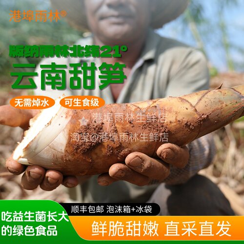 雨林甜笋竹笋可生食水果笋不焯水