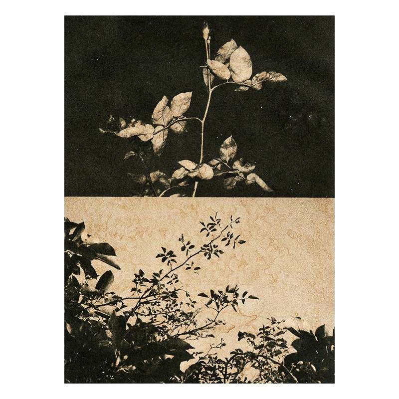 复古黑白挂画中古风客厅现代植物花卉装饰画工厂 酒店民宿挂画图片