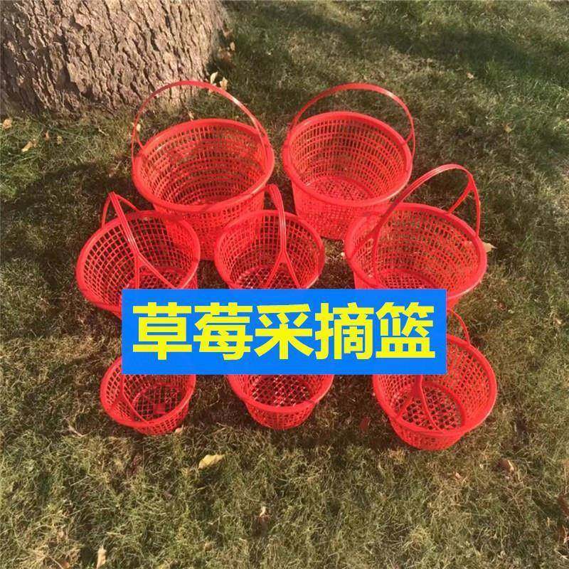 莱蓝篮子塑料一次性水果葡萄小筐子草莓框商用桑甚采摘两斤的框子,节庆用品/礼品,新娘配件,淘宝优惠券,粉丝福利购,淘宝优惠卷