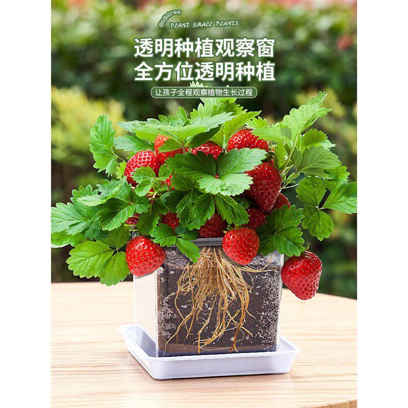 儿童种植小向日葵种孑草莓凤仙种籽子番茄西瓜验种实子