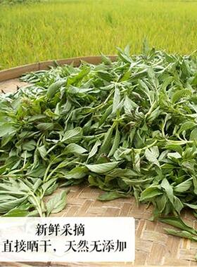 台全包邮国 晒VMK干九层塔 250袋装金g不换兰香罗勒叶泰式式料理