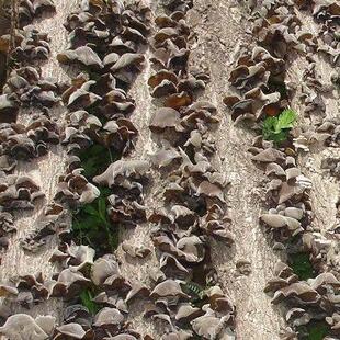 五峰亭脆建白背木耳朵毛福50VXJ0g黑木耳又干又大朵日晒干货口感