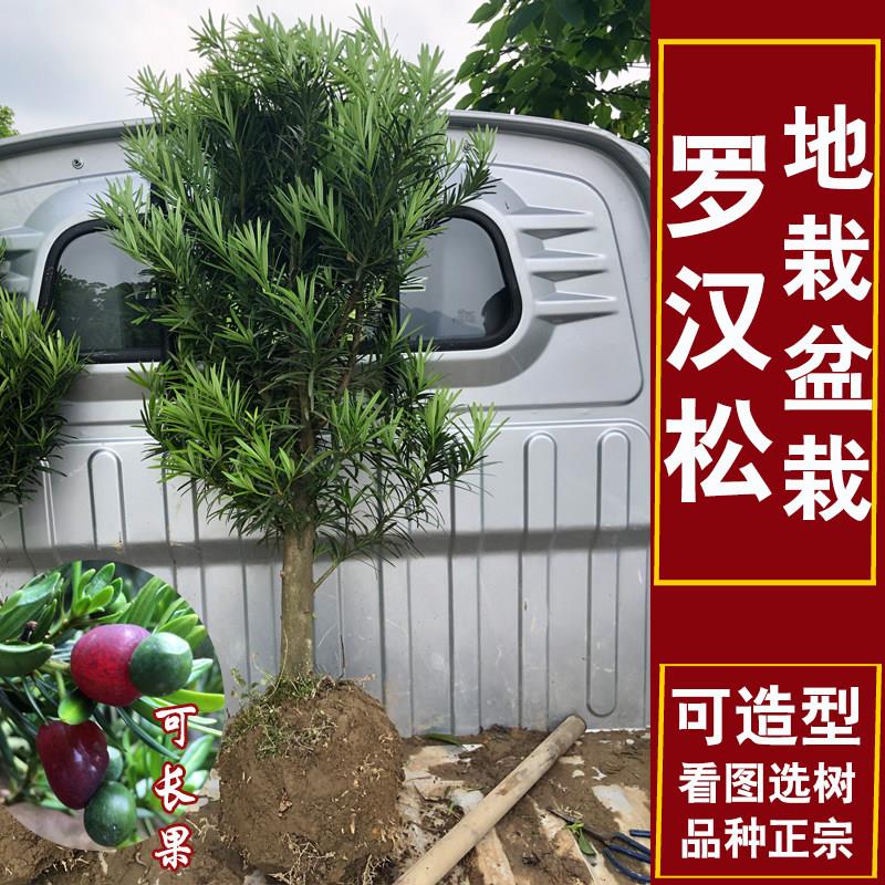 小型罗汉松树苗盆景原生雀舌中叶造型耐寒盆栽室内矮桩迎客松树苗