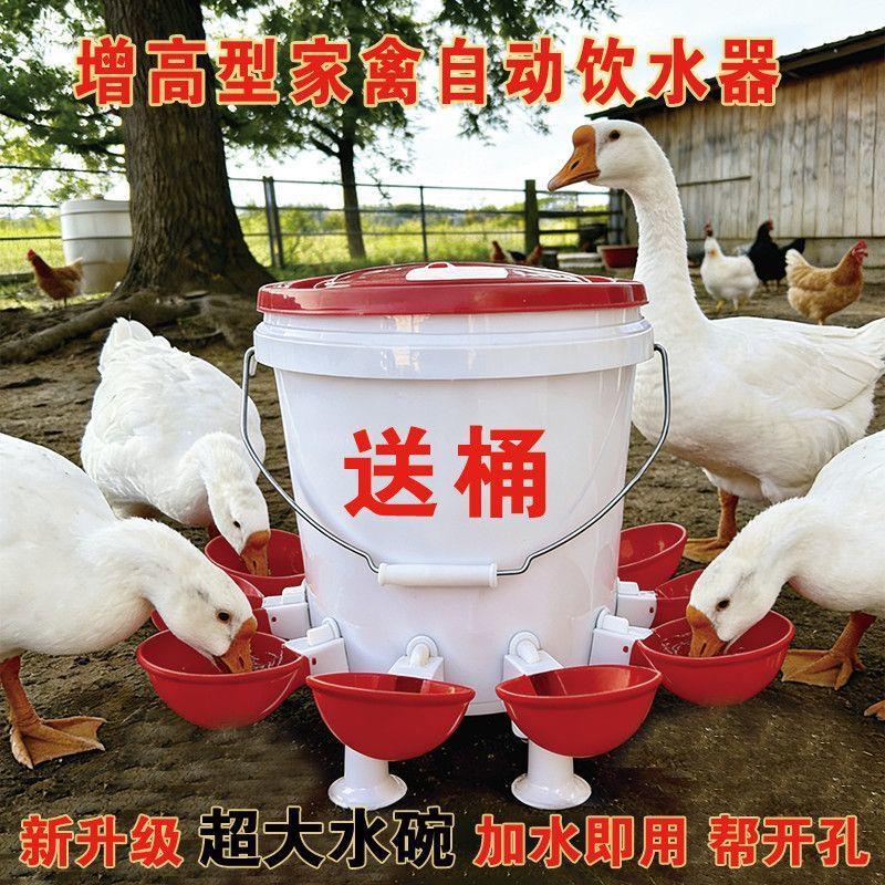 鸡鸭家禽全自动专用饮水器宠物鸽子雏鸡喂鸡喝水养殖新款喂鸡厂家