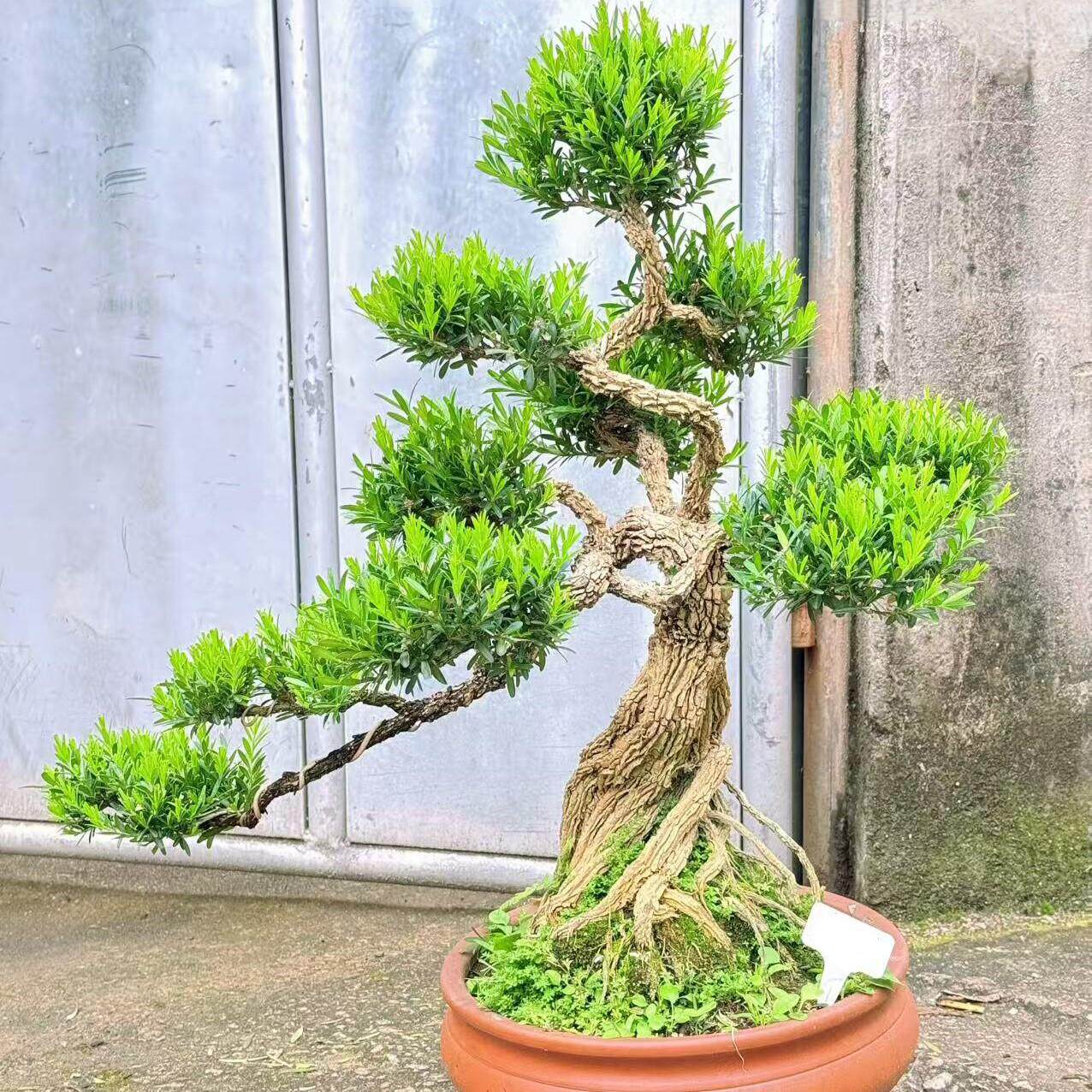 小叶雀舌皱皮黄杨盆景树桩名贵老桩树苗造型室内熟桩室外好养易活