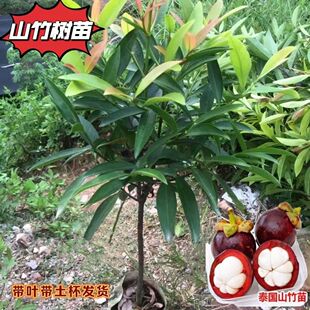 正宗山竹树苗纯甜泰国山竹黄金山竹苗抗旱耐热南北方种植当年结果