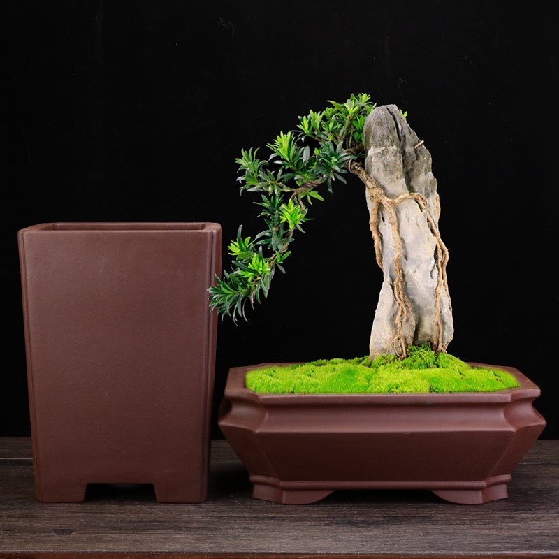 紫砂兰花盆精品四方签筒桌面素面长方阳台花卉盆景盆榕树松柏