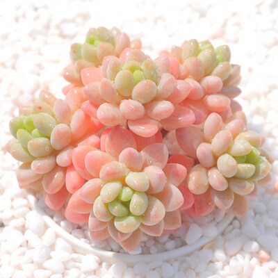 洛多肉老桩稀品种室内拼盘超大株贵货盆景老桩多肉