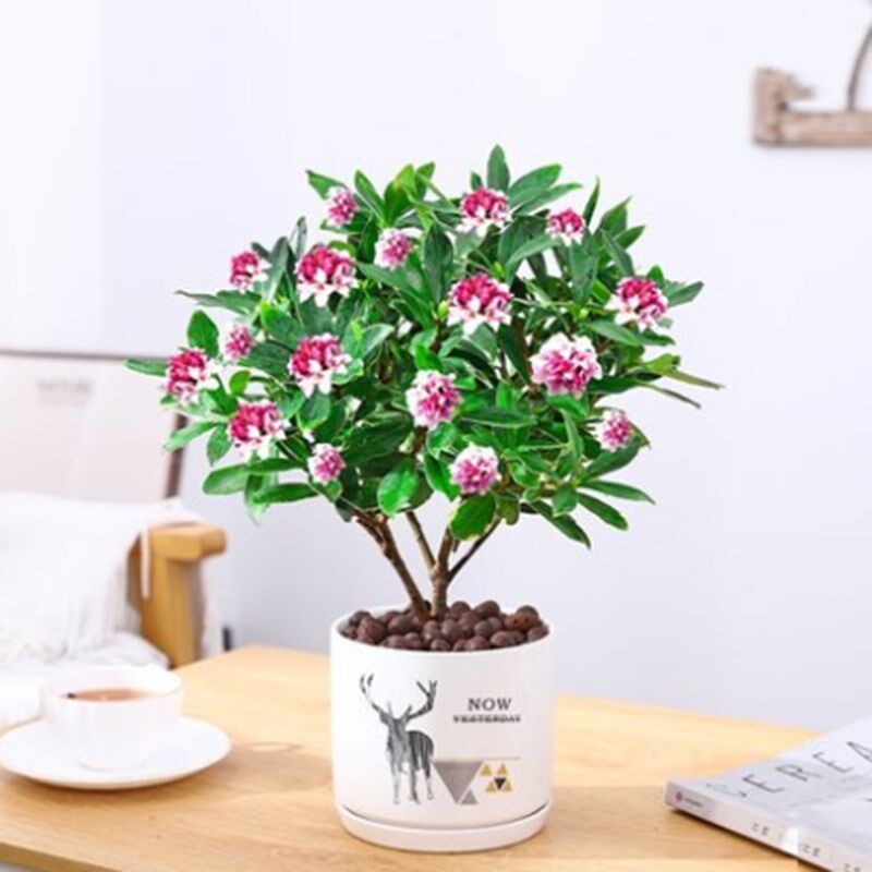 金边瑞香绿植季常青观带型观浓香年宵