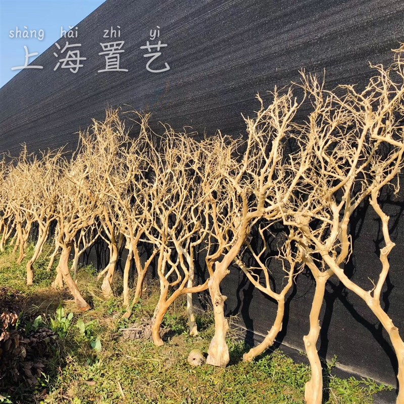 树枝干树枝 去皮树枝 室内造型树枝枯树枝装饰 树枝造景 橱窗
