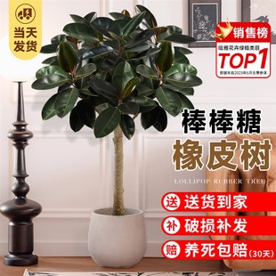 橡皮树黑金刚像皮树客厅大盆栽棒棒糖老桩象皮树绿植室内大型真树