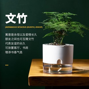 花彧精品文竹盆栽室内种植绿植专用花盆桌面懒人自吸水盆好养盆景