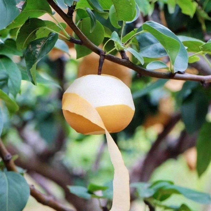 梨子袋袋 梨袋袋 梨的袋子 梨树袋 梨子袋,农机/农具/农膜,水果套袋/果袋,淘宝优惠券,粉丝福利购,淘宝优惠卷