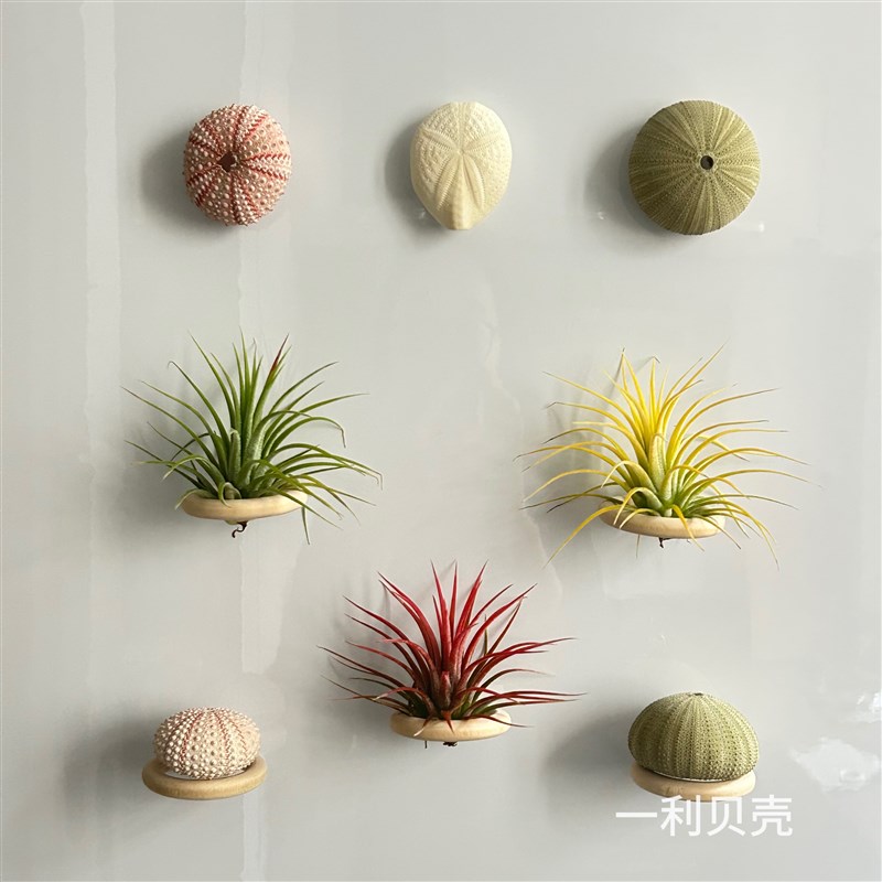 空气凤梨植物冰箱贴室内实木圈磁铁石吸铁套装画框装饰支架底座图片