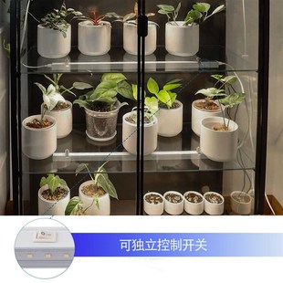 in佰利纳补光灯热植兰补光灯家用上色全光谱led