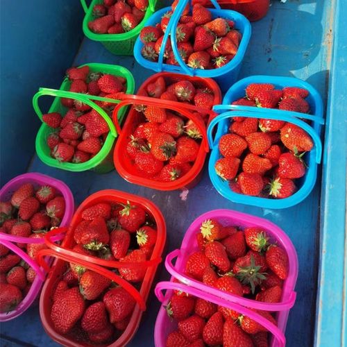 塑料水果篮子斤2斤斤斤装草莓篮樱桃篮杨梅篮桑葚篮小方篮