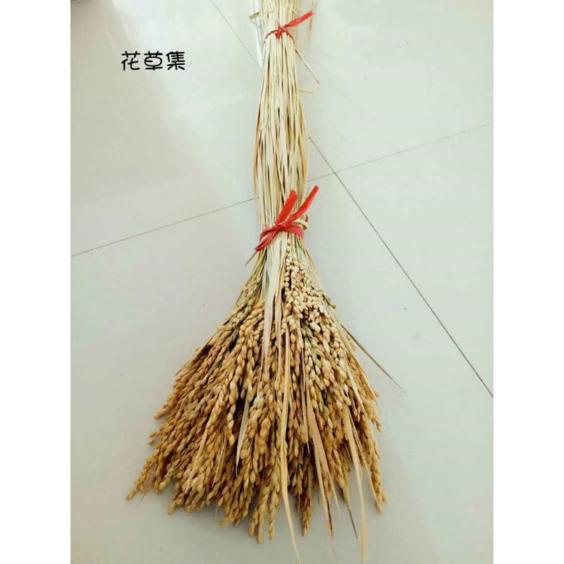天然麦穗稻穗干花水稻丰收稻谷稻子装饰会展布置拍摄道具田园植物