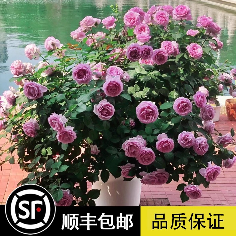 蓝色风暴带花苞月季灌木大花好养盆栽果汁阳台庭院小苗多季开花卉