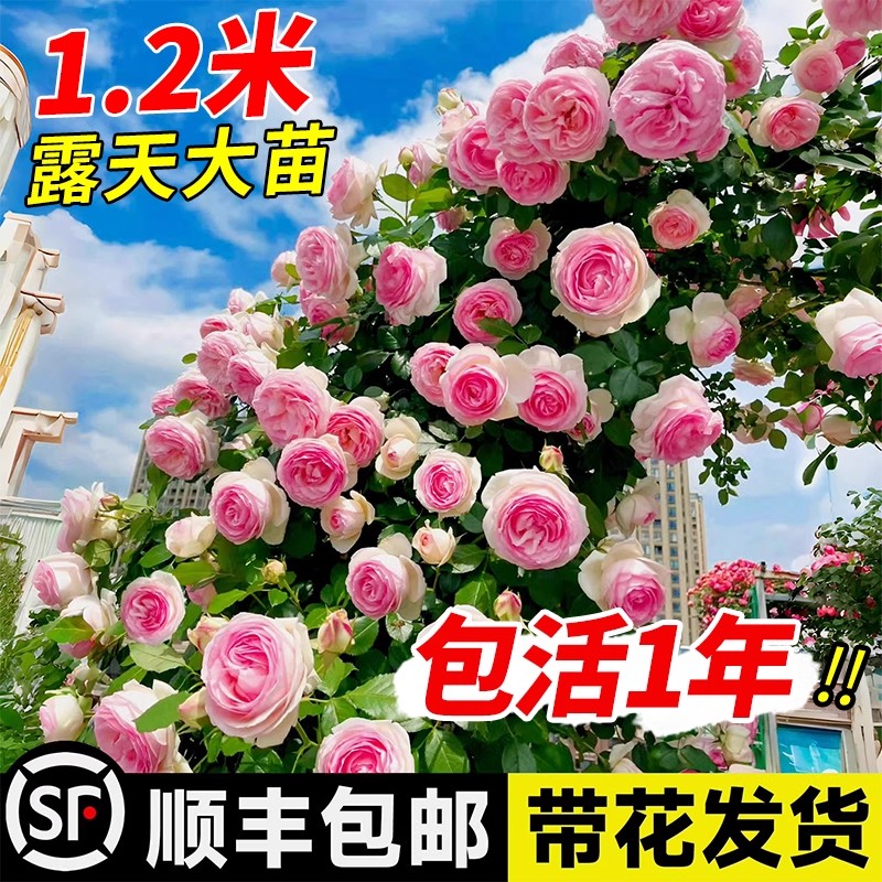 佛罗伦蒂娜1米2大苗蔷薇花苗四季爬藤开花卉盆栽藤本月季爬墙艾莎