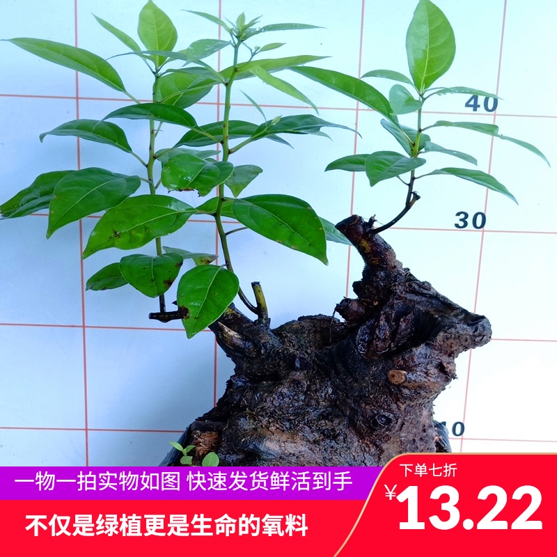 室内好养家庭花卉盆景栽培小叶香樟树苗带土造型老桩发货常绿植物