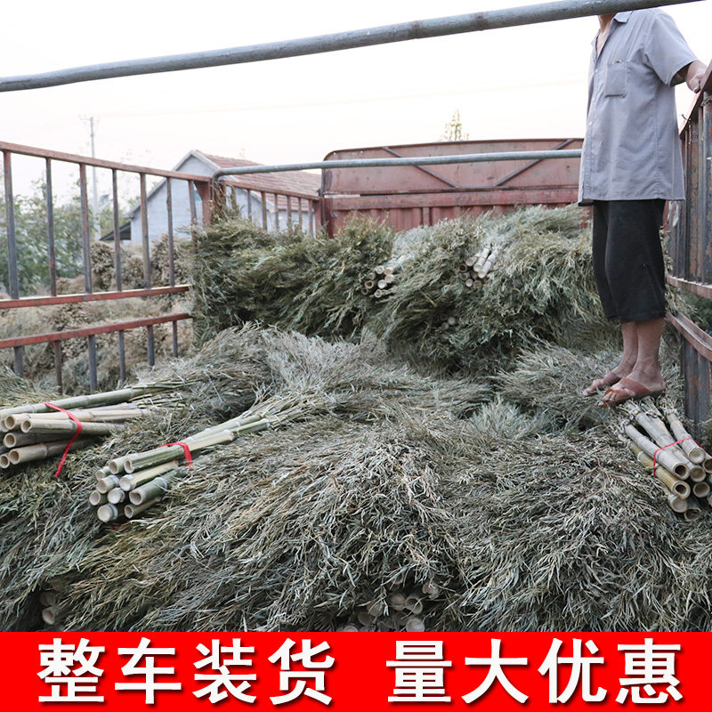 大扫把扫地马扫院子的塑料丝庭院单个小笤帚长扫室外竹扫帚