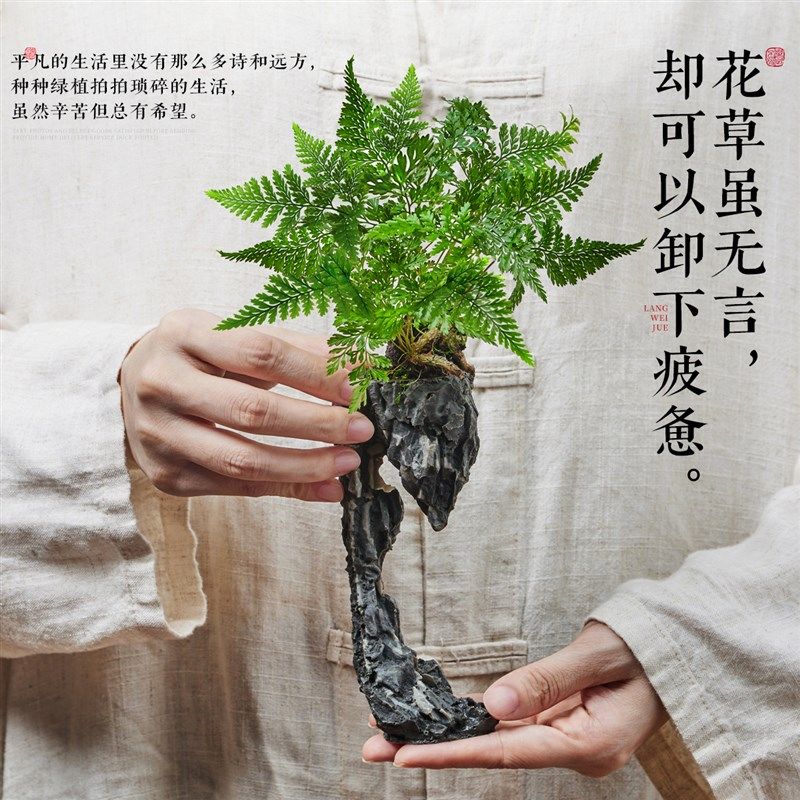 狼尾蕨微景观造景植物盆栽室内办公室桌面绿植高级感小鱼缸养活