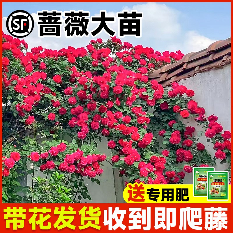 蔷薇花苗藤本月季爬藤四季墙微花特大树苗浓香龙沙玫瑰花卉盆栽