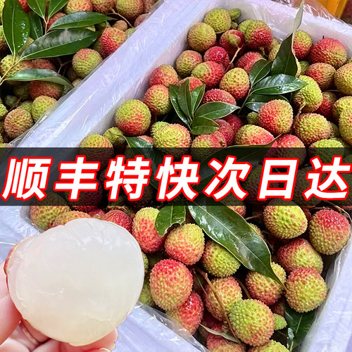 【空运】老树大果新鲜现摘荔枝
