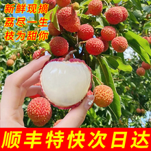 桂味荔枝新鲜现摘现发10斤增城当季整箱水果应季大果糯米仙进糍奉