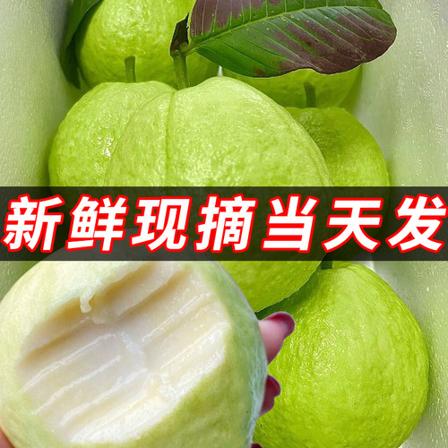 奶油软糯芭乐水果新鲜包邮