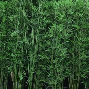 饰s假竹子隔断屏风挡墙造景饰竹盆栽加密绿植 仿真竹子5根组室内装