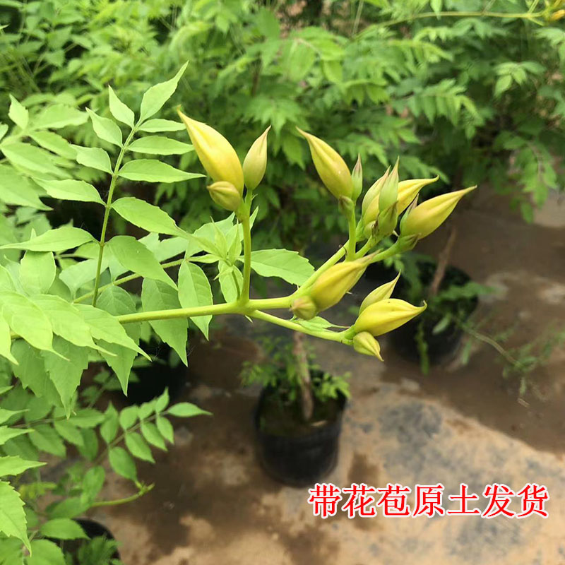 盆栽凌霄花大苗爬藤植物矮化带分枝耐寒耐热带盆带土球当年花