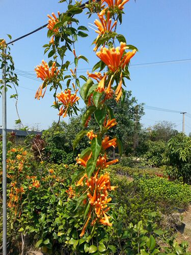 炮仗鞭炮美丽易活易养藤本攀援绿植围墙庭院台苗圃直销