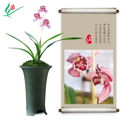 建兰兰花四季凤舞九天浓香花卉盆景盆栽土绿植带草植物花苞名贵苗