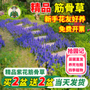 拾园记筋骨草姬十二单多年生宿根耐寒热庭院阳台花园花镜地被植物