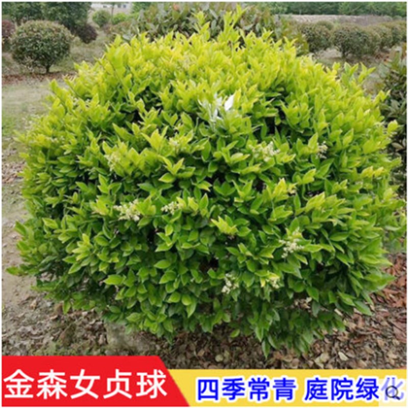 红花继木球红叶j石楠球树苗冬青黄杨金森女贞海桐球庭院工程绿化