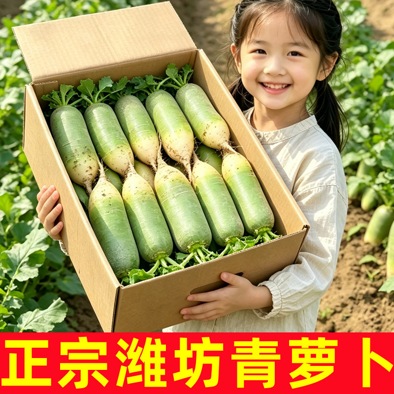 山东潍坊水果青萝卜5斤沙窝萝卜生吃脆甜水果型新鲜蔬菜天津特产