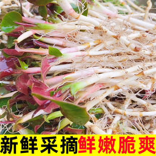 新鲜鱼腥草折耳根5斤应季蔬菜嫩叶根农家现挖节耳根凉拌菜