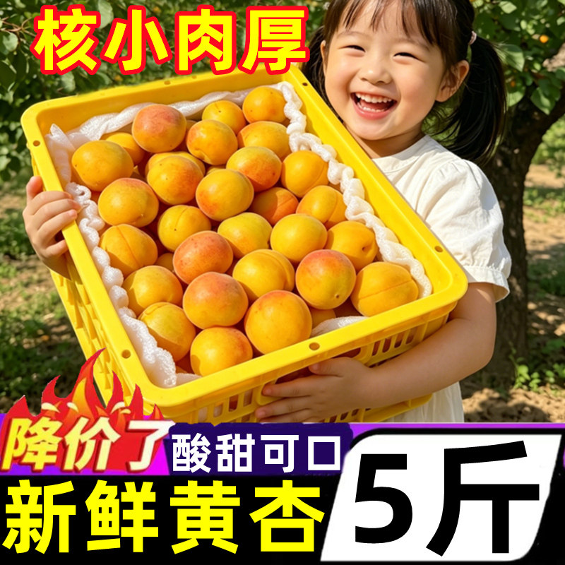 正宗陕西大黄杏新鲜5斤当季水果杏子甜杏金太阳黄杏现摘孕妇整箱
