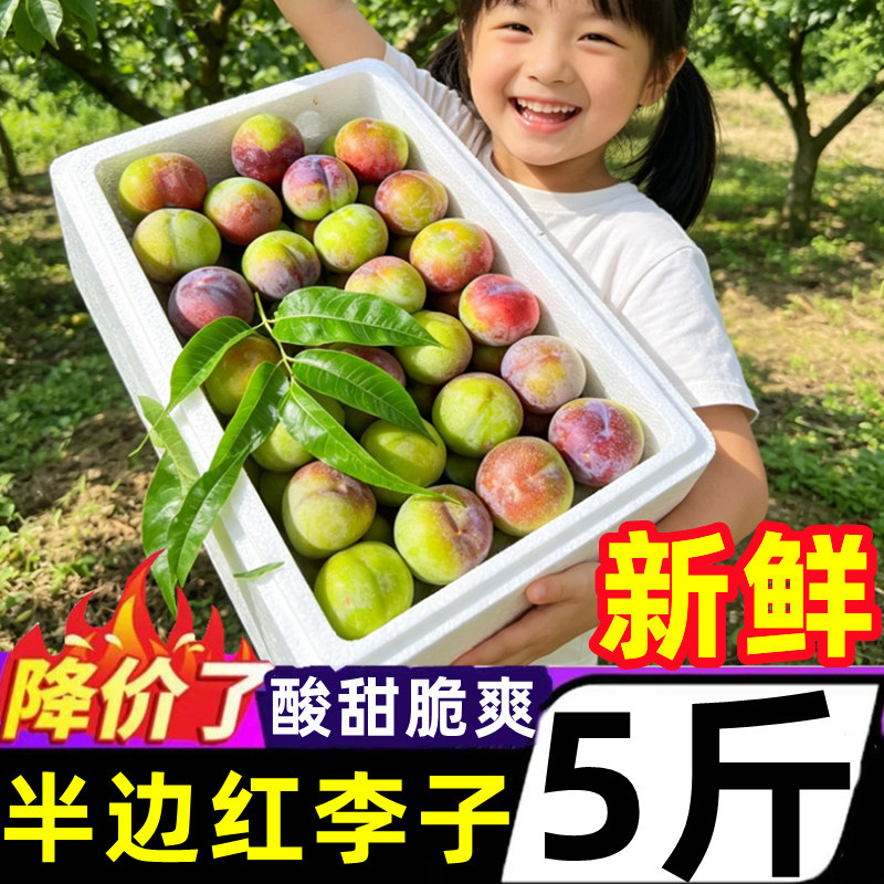 四川半边红脱骨李子新鲜水果5斤当季现摘脆甜青红茵红整箱现货