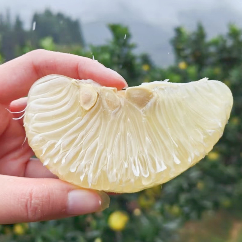 湖南雪峰冰糖柚新鲜当季