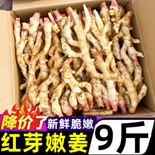 新鲜嫩姜腌泡嫩姜回购榜