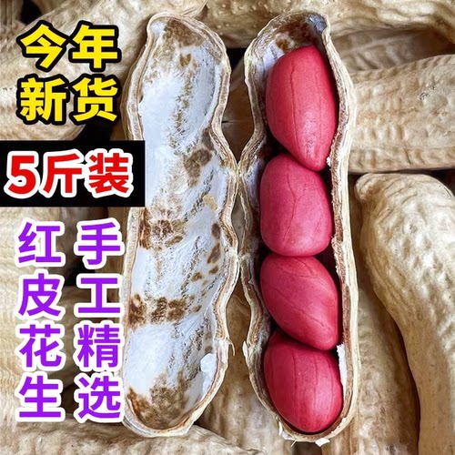 四粒红带壳红皮花生晒干花生种子