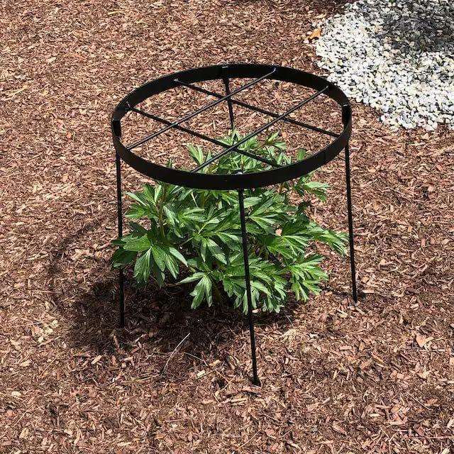 大型牡丹笼支架 花圈|户外牡丹高植物支架 提高牡丹种植成功率